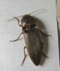Diplostethus texanus