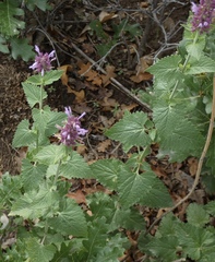 Agastache pallidiflora