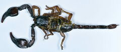 Euscorpius concinnus