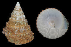 Tectus triserialis