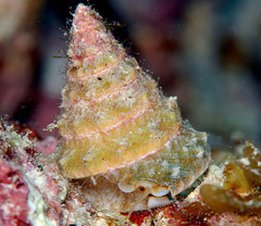 Tectus triserialis