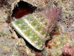 Tectus triserialis