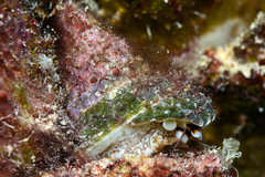 Tectus triserialis