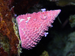 Tectus triserialis