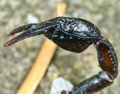 Euscorpius concinnus