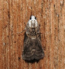 Acrobasis palliolella