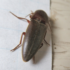 Diplostethus texanus
