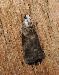 Acrobasis palliolella