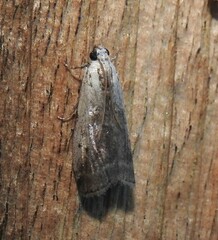 Acrobasis tumidulella