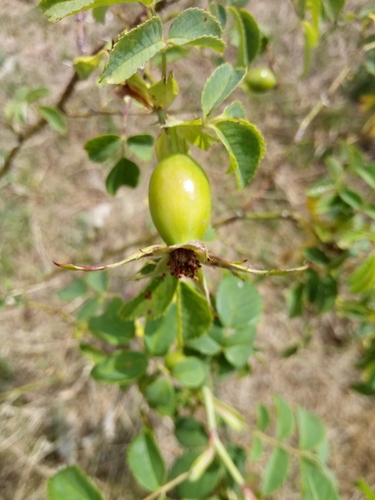 Image of Rosa dumalis by (c) Vladimír Fuka, some rights reserved (CC BY)