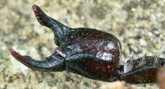 Euscorpius concinnus