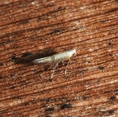 Argyresthia conjugella