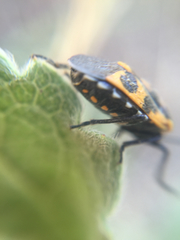 Murgantia histrionica
