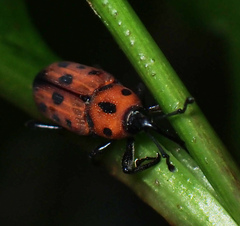 Rhodobaenus quinquepunctatus