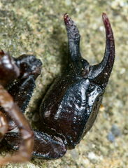 Euscorpius concinnus