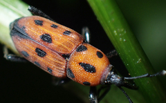 Rhodobaenus quinquepunctatus