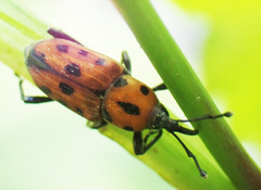 Rhodobaenus quinquepunctatus