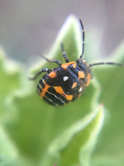 Murgantia histrionica