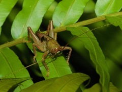 Ocellarnaca furcifera