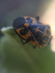 Murgantia histrionica