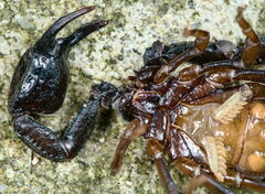 Euscorpius concinnus