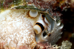 Tectus triserialis