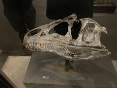 Allosaurus jimmadseni