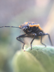 Murgantia histrionica