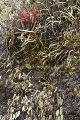 Pleurothallis bivalvis