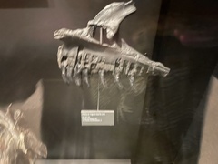 Allosaurus jimmadseni