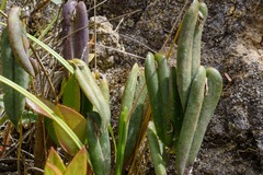 Pleurothallis bivalvis