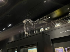 Allosaurus jimmadseni