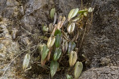 Pleurothallis bivalvis