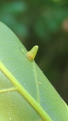 Caryomyia caminata