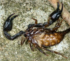 Euscorpius concinnus