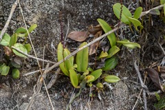 Pleurothallis bivalvis