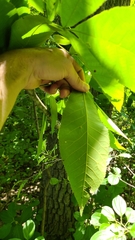 Caryomyia caminata
