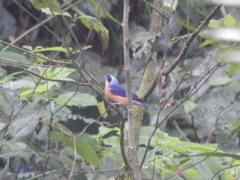 Pipraeidea melanonota