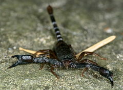 Euscorpius concinnus