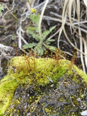 Leptobryum pyriforme
