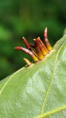 Caryomyia subulata