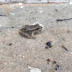 Lithobates pustulosus