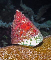Tectus pyramis