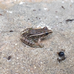 Lithobates pustulosus