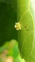 Caryomyia arcuata