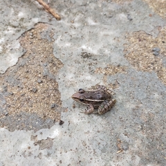 Lithobates pustulosus