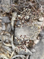 Eriogonum microtheca simpsonii