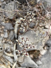 Eriogonum microtheca simpsonii
