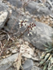 Eriogonum microtheca simpsonii