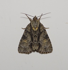 Acronicta strigosa